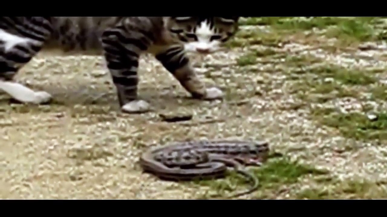 Funny Cats vs Snakes 2017 - Best Funny Cat Videos