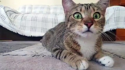 Cat Watching Texas Chainsaw Massacre