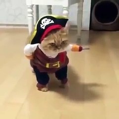 Cat WALKING in pirate costume | Funny videos 2017