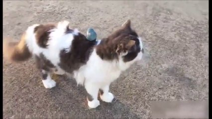 Cet oiseau adore se balader sur le dos de son pote le chat