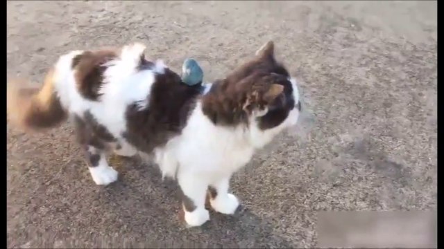 Cet oiseau adore se balader sur le dos de son pote le chat
