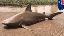 Sharknado is real: Cyclone Debbie picks up bull shark, dumps it in Australia town - TomoNews