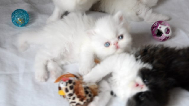 mes bébés 1 mois et demi