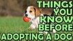 Things I wish Id known about adopting a dog | Tips For Adopting a Dog from a Shelter:
