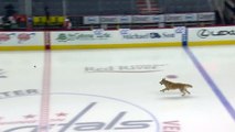 Un chien s'amuse sur la glace avant un match de hockey sur glace