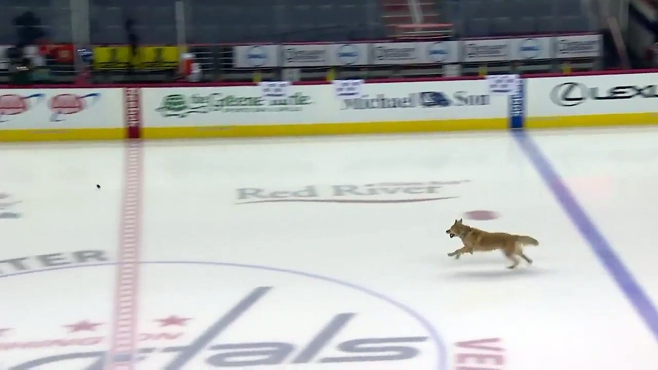 Un chien s'amuse sur la glace avant un match de hockey sur glace