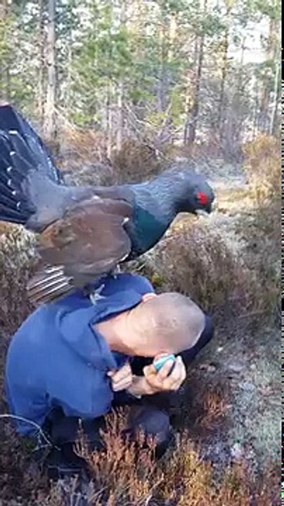 Un coq essaie de s'accoupler avec un homme
