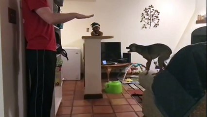 Puppy Jumps 4X Her Own Height Slow Motion-Md9-ydvWvMk