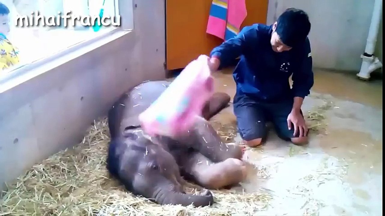 Best Of Cute Baby Animal Videos Compilation 2016