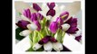 Wholesale Tulips - Whole Blossoms