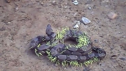 Un énorme serpent a essayé de manger un porc-épic mais l'a immédiatement regretté