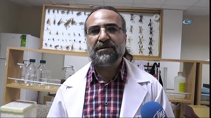 Dev Örümcek Kedi İle Karşılaşırsa