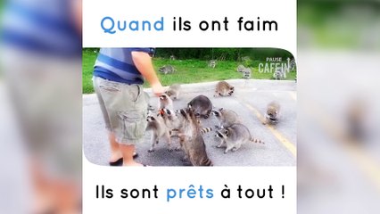 Attention, les ratons laveurs guettent !