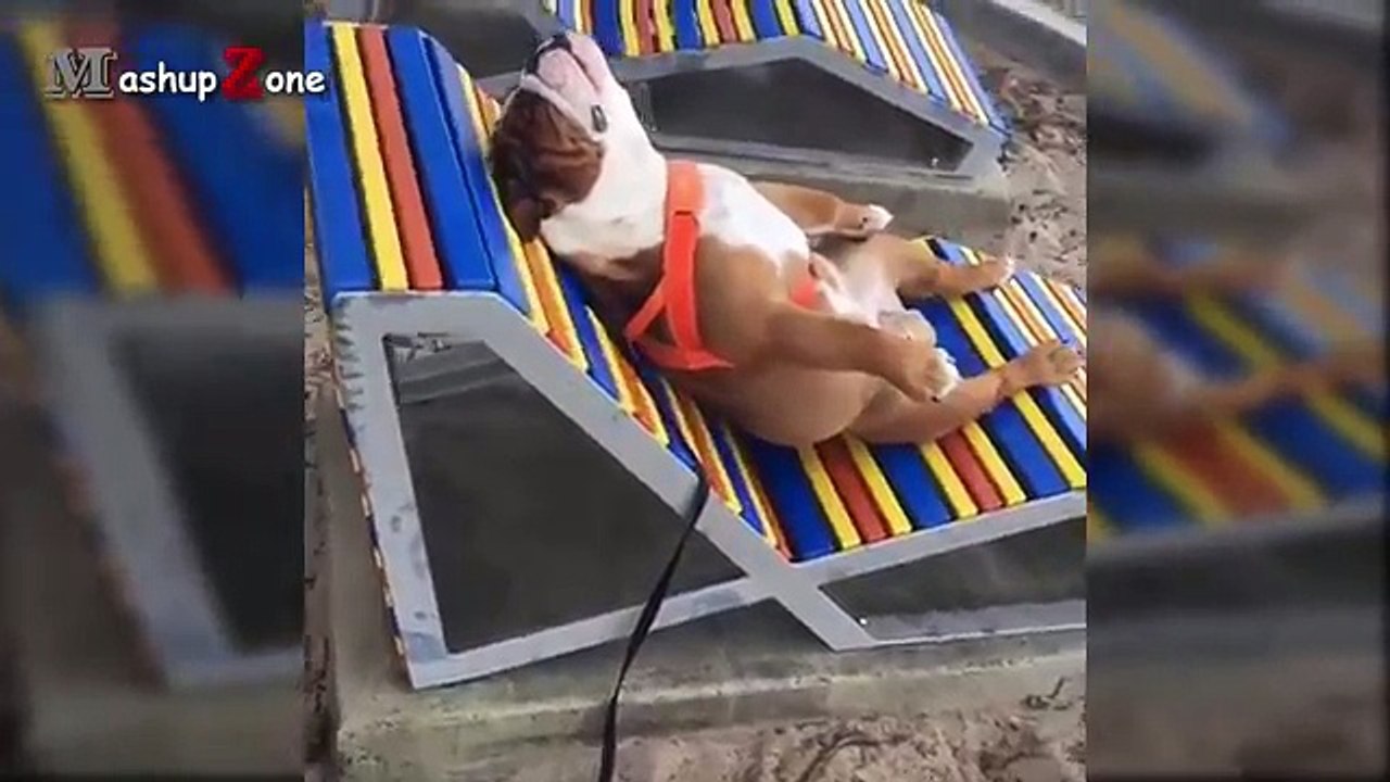 Funny Videos Of Funny Animals - Try Not To Laugh Challenge 2016