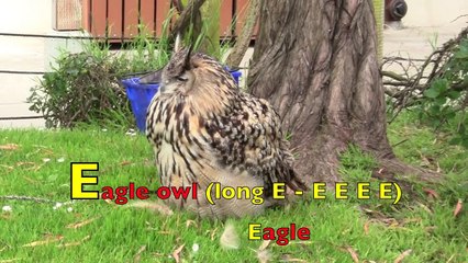 A to Z (ABC) PHONICS SONG - TODDLERS, PRESCHOOL, K-2 - Learn English