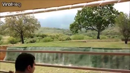 Cette lionne va tenter le saut impossible