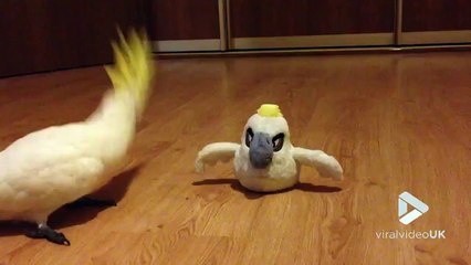 Quand un perroquet rencontre une peluche perroquet  moment trop mignon
