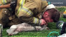 Pemadam kebakaran menyelamatkan anjing dengan CPR - Tomonews