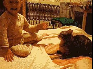 Oh my Cat - Funny Cat - Best cat - My Cat new colection part 1