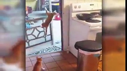 Oh my Cat - Funny Cat - Best cat - My Cat new colection part 5