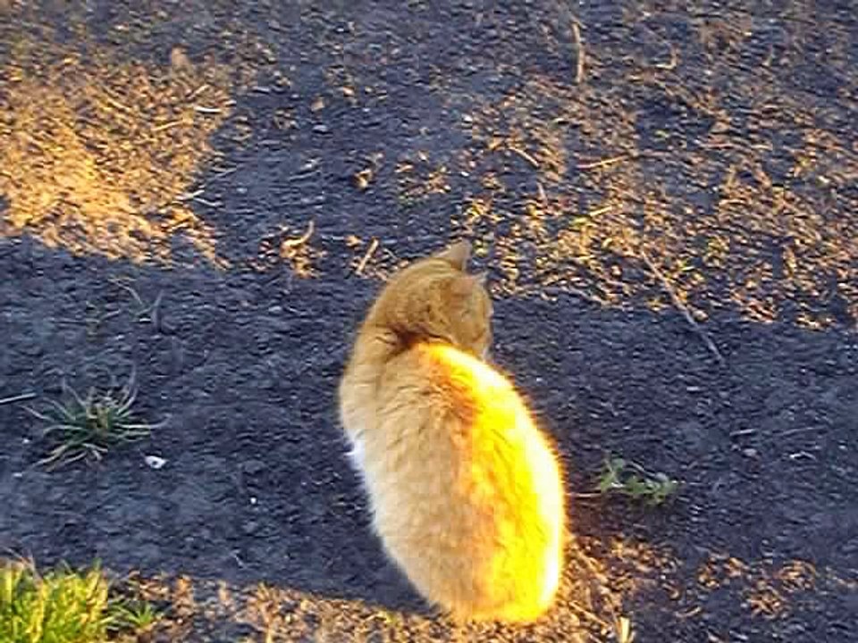 Tom and Jerry Cats - Mice Can the mouse escape the cat Cat plus mouse what will come of it Positive funny video