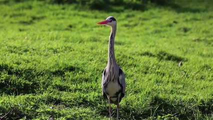 VIDEO. Top du tourisme 2017 : Les Oiseaux du Marais poitevin à St Hilaire-la-Palud