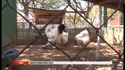 85 santim boyuyla dünyanın en büyük horozun sahibi konuştu