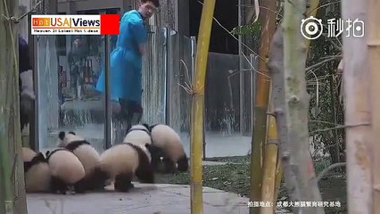 Zookeeper Gets Assaulted By A Cage Full Of Pandas