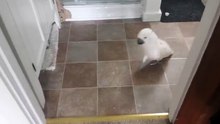 Ce perroquet est fâché contre un chat. Regardez donc sa réaction… C’est vraiment hilarant