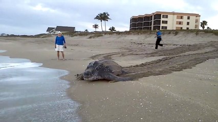 The biggest turtle I have ever seen!!!!