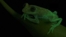 This Frog Glows Bright Green