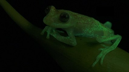 This Frog Glows Bright Green
