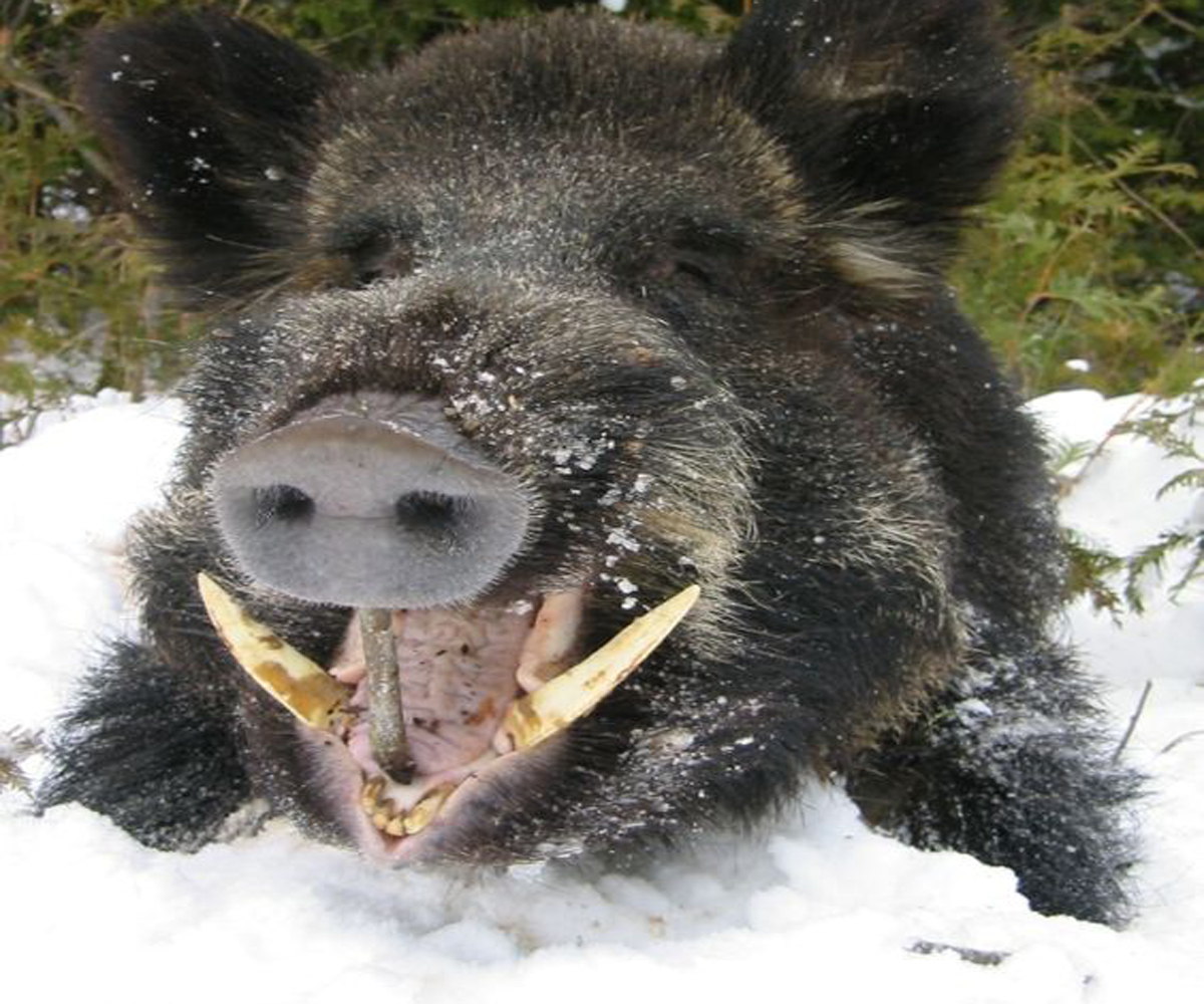 #Hunting #13. #wow. #super trophy wild #boar.