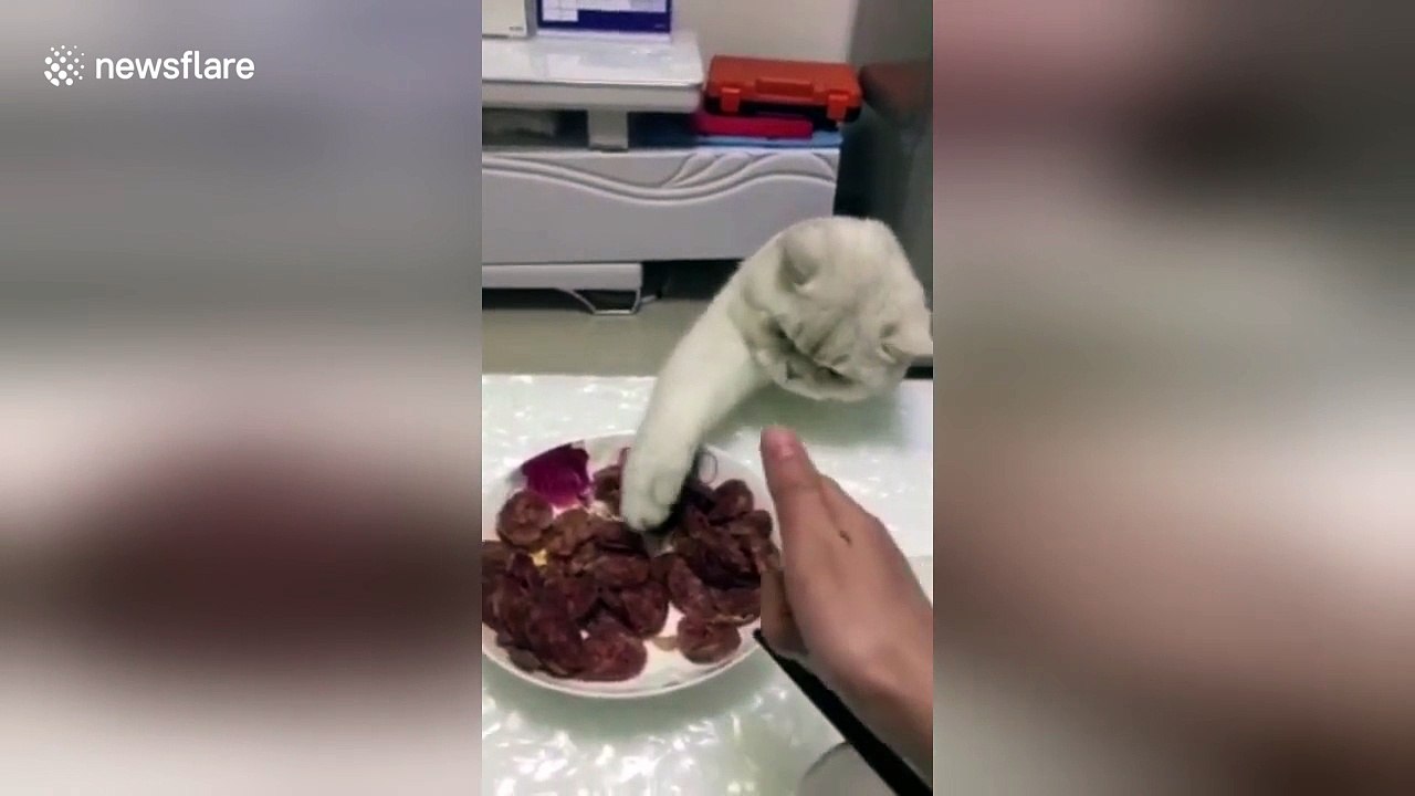 Naughty cat tries to steal food from owner