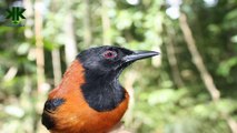 Kuşlar hakkında ilginç bilgiler