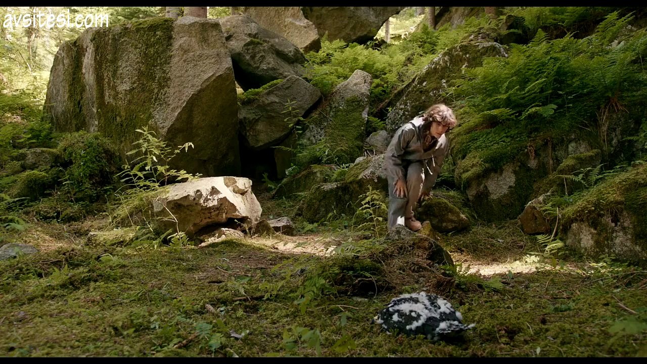 My favourite birds of the world