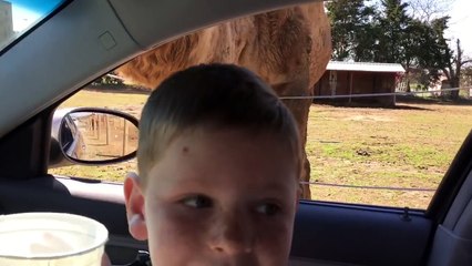 Un lama crée la terreur chez un petit garçon !