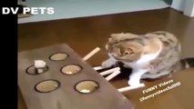 FUNNY VIDEO | Cute cat plays toys | Best animal videos