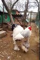 The Brahma chicken: The Brahma is a large breed of chicken developed in the United States