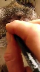 Quand je fais les sourcils à Patrick 