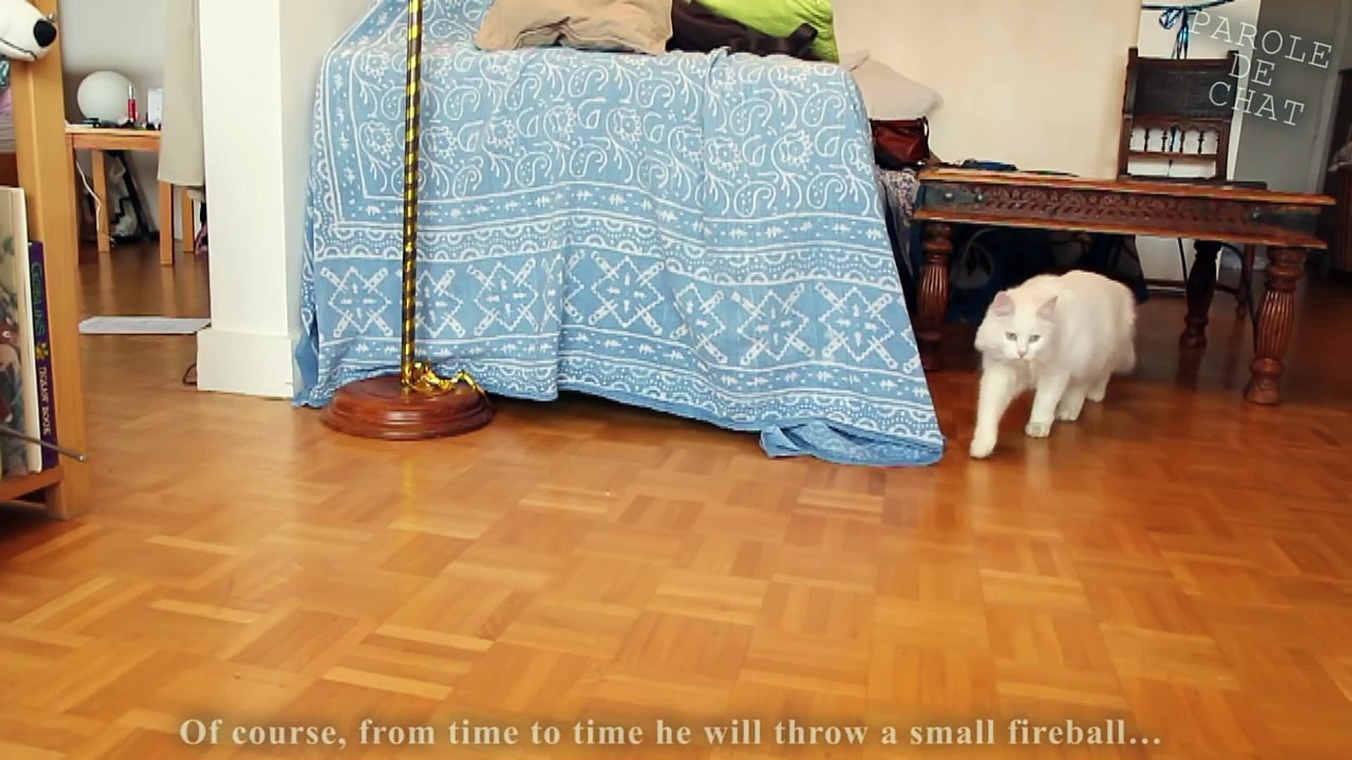 Mario Fait Peur Aux Chats Parole De Chat Video Dailymotion