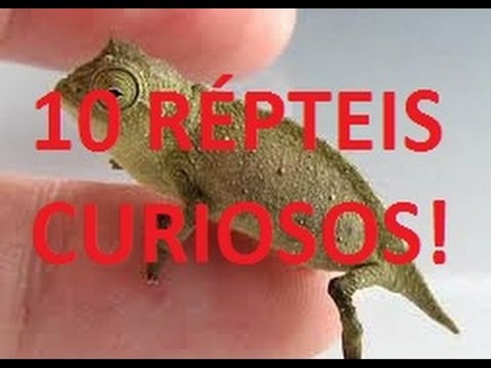 #Curiosidades: 10 Répteis Curiosos (Confira!) #6