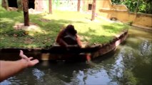 Orangutan hurls rocks for treats