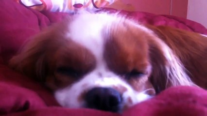 VIDÉO POUR VÉRIFIER SI LE BÂILLEMENT EST COMMUNICATIF - PAROLE DE CHIEN