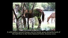 Regardez la réaction des chevaux lorsqu’une pouliche est sur le point de noyer...