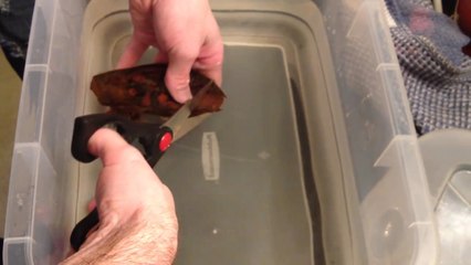 Bu Bir Köpekbalığı Yumurtası.. Bakın Neler Oluyor!