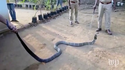Watch a cobra drink from a bottle of water