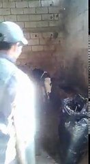 عجل اراد اغتصاب  انسان ههههههههههههه