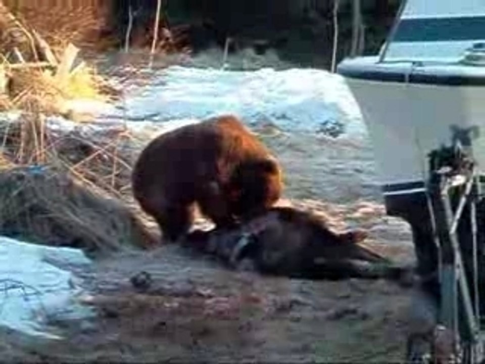 Bearmoose