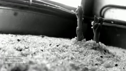 Potatoes Grew In a Simulated Martian Environment